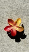 spinka-klamra-kwiat-hibiskus-kwiat-hawajski-perłowy.jpg