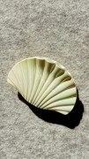 klamra-muszelka-opalizujaca.jpg