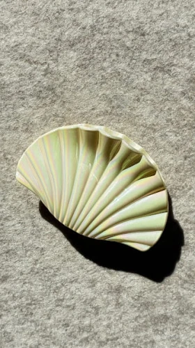 klamra-muszelka-opalizujaca.jpg