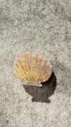 spinka-klamra-muszelka-masa-perlowa.jpg