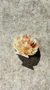 spinka-klamra-muszelka-masa-perlowa.jpg
