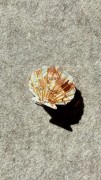 spinka-klamra-muszelka-masa-perlowa.jpg
